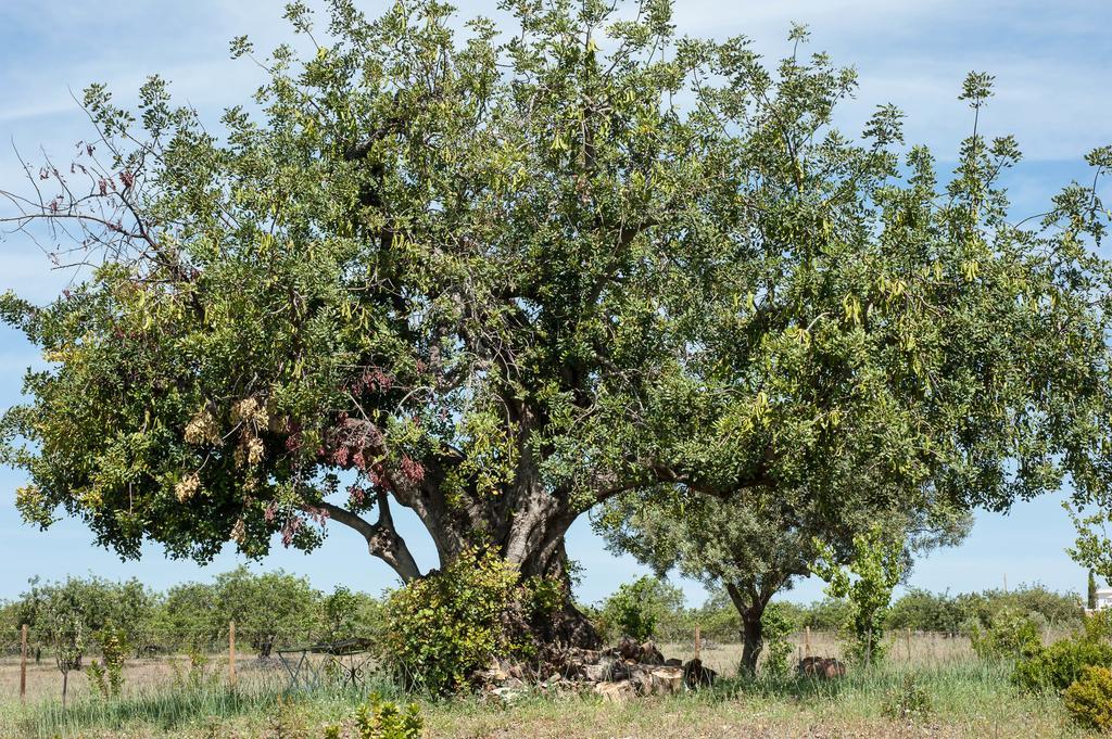 Pensao Agricola Pensionat Cabanas De Tavira Exteriör bild