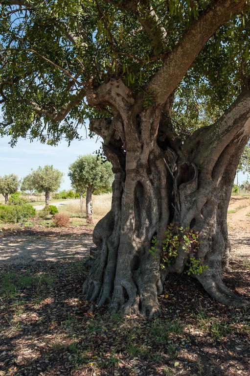 Pensao Agricola Pensionat Cabanas De Tavira Exteriör bild