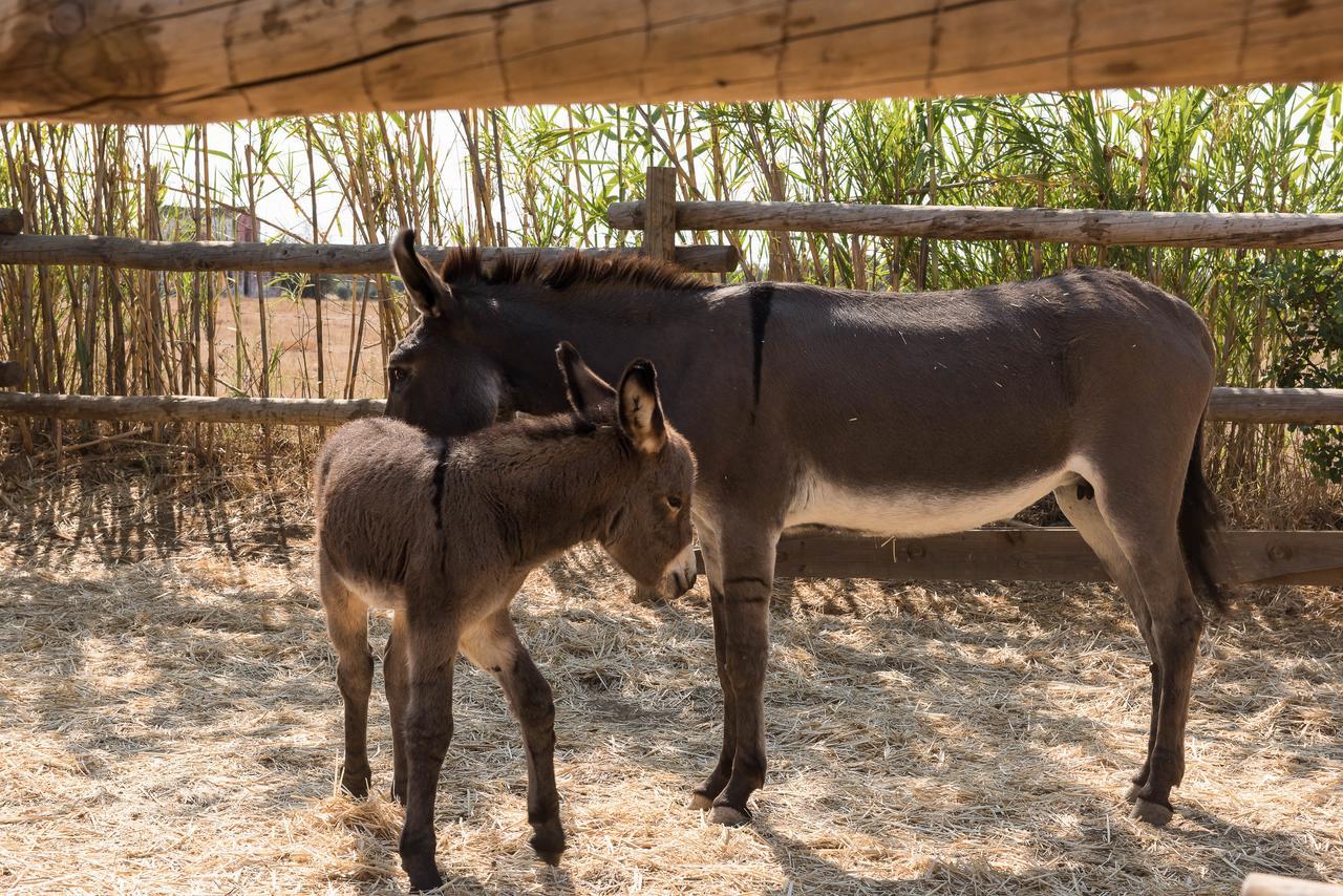 Pensao Agricola Pensionat Cabanas De Tavira Exteriör bild